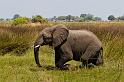 120 Okavango Delta, olifant